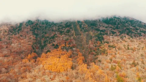 Mountain of Red leaves Stock Footage 124841683