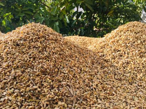 Mountain of rice grain Stock Photos