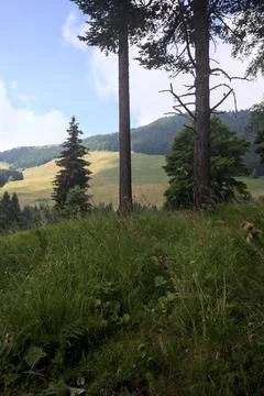 Mountain ridge and a forest Stock-Fotos
