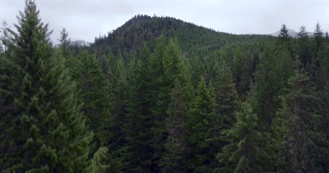 Mountain Ridge Covered in Dense Evergreen Forest Stock Footage 288994648