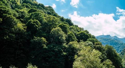 Mountain ridge covered with forest under blue sky. Picturesque scenery of Stock Photos