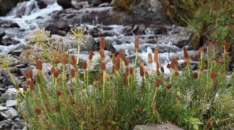 Mountain river 020 Stock Footage 7134048