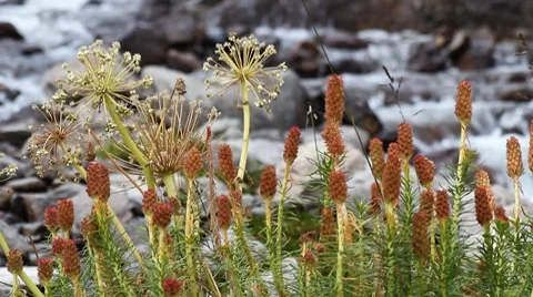 Mountain river 021 Stock Footage 7138615