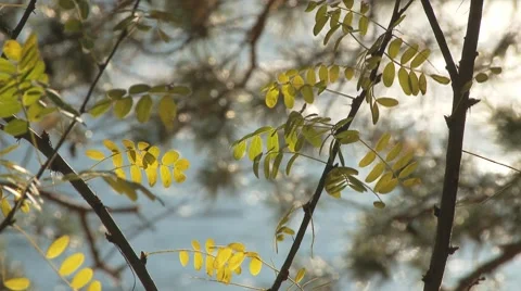 Mountain river 2 Video stock 7623696