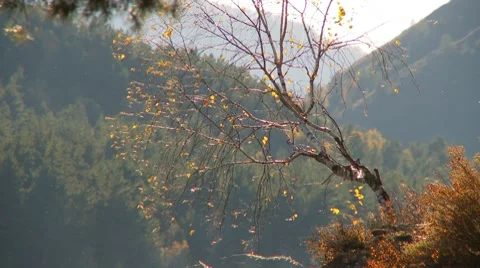 Mountain river 5 Video stock 7654430