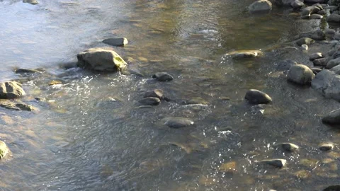 Mountain river Afips seethes among stones and trees. Close-up of fast river bed. Stock Footage 165328606