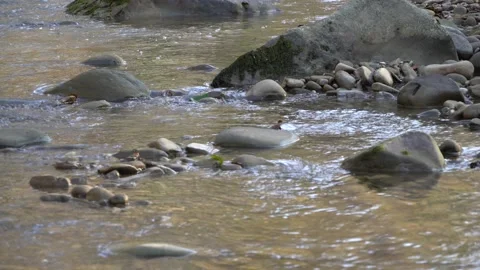 Mountain river Afips seethes among stones and trees. Close-up of fast river bed. Stock Footage 165823789