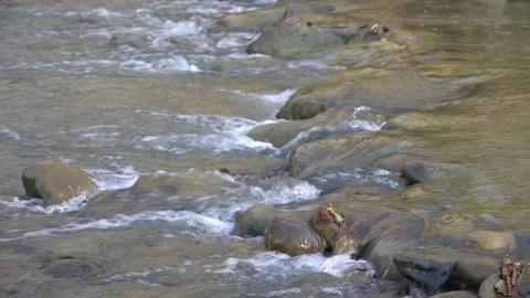 Mountain river Afips seethes among stones and trees. Krasnodar Territory. Stock Footage 168361364