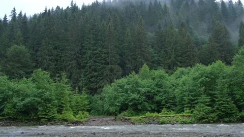 Mountain river against the background of a coniferous forest. Stock Footage 136311333