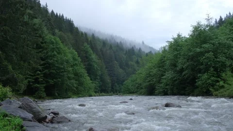 Mountain river against the background of a coniferous forest. Stock Footage 136314035