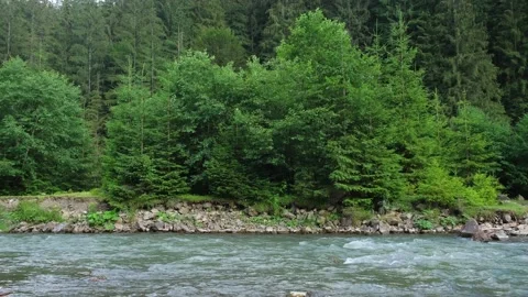 Mountain river against the background of a coniferous forest. Stock Footage 137089493