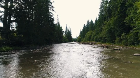 Mountain river among coniferous forest Stock Footage 118621648