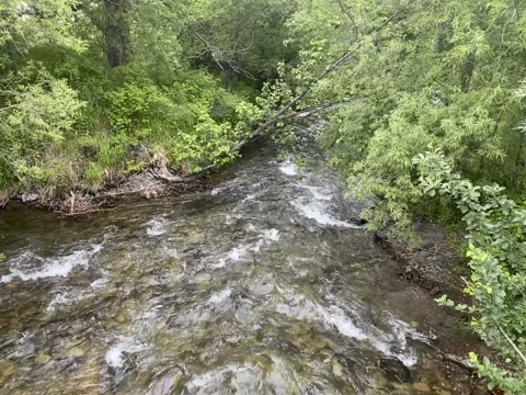 Mountain river among green trees, Kamchatka peninsula, Havanka river. Video Stock Footage 157223111