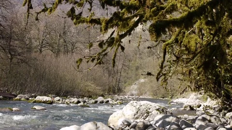 Mountain River among Trees and Stones in Gorge 7 Stock Footage 48627097