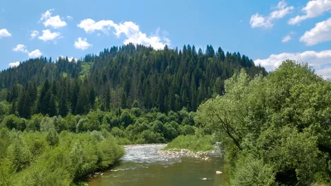 Mountain river, and coniferous forest Stock Footage 130797256