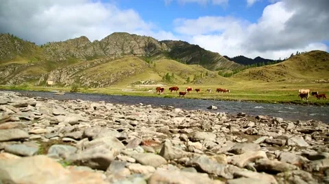 Mountain river and cows, slider Stock Footage 41385214