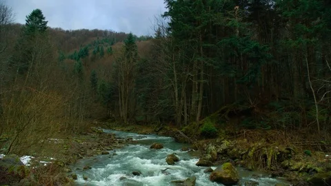 Mountain river and dense forest Stock Footage 84973433