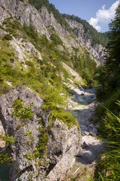 Mountain River and Forest Stock Photos