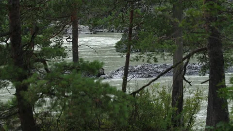Mountain river and pines Stock Footage 203903629