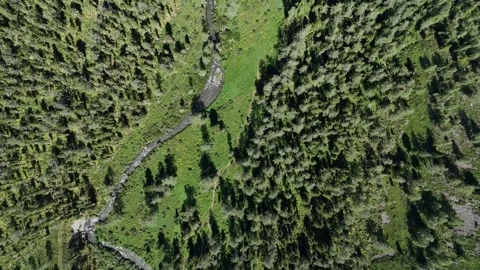 A mountain river and the surrounding green forest. Stock Footage 345184750