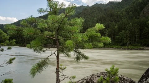 Mountain river and tree Stock Footage 141934965