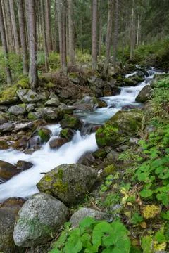 Mountain river and trees landscape. Kaunertaler Gletscher natural environment Stock Photos