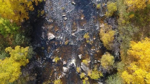 Mountain river in the autumn forest Stock Footage 88066814