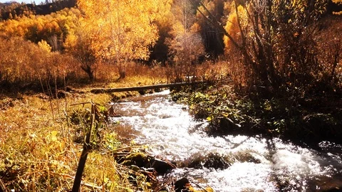 Mountain river in autumn forest Stock Footage 117288489