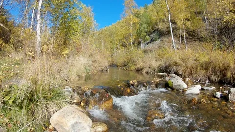 Mountain river in autumn forest Stock Footage 123577369
