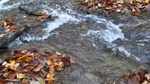 Mountain river in the autumn forest Video stock 125764419
