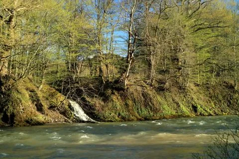 Mountain river in the background of the forest. Fast flow. Strong current. Stock Photos