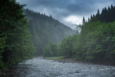 Mountain river on the background of a forest. Stock Photos
