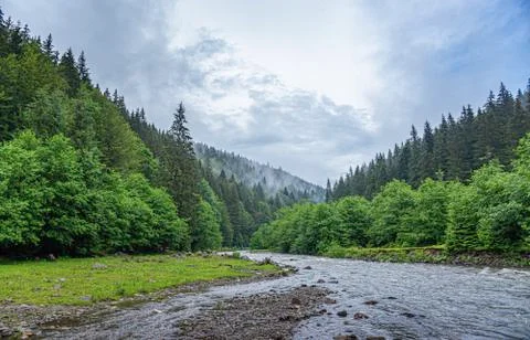 Mountain river on the background of a forest. Stock Photos