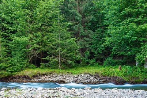 Mountain river on the background of a forest. Stock Photos