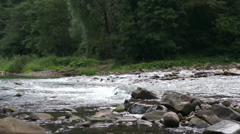 Mountain river on a background of green forest Stock Footage 41257125