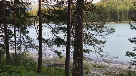 A mountain river behind trees Stock Footage 92737133