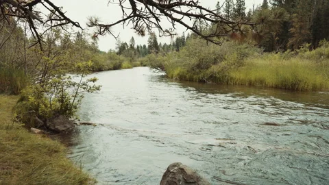 Mountain river bend through meadow and pine forest Video stock 348049577