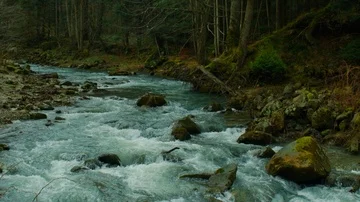 Mountain river, big stones, dense forest, slow motion Stock Footage 85528655