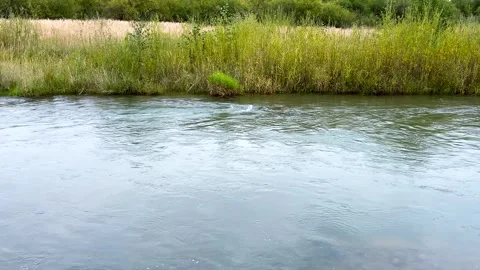 A mountain river in the Carpathians with a strong current on a cloudy autumn. 库存影片 318968472