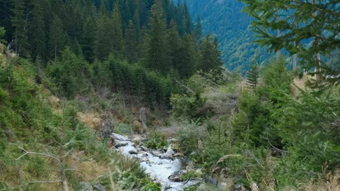 Mountain river cascading through a lush forest landscape Stock Footage 312460238