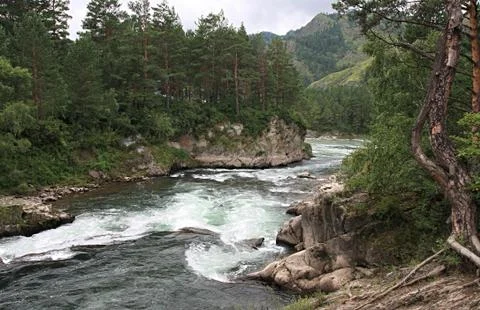 Mountain river of Chemal. Fotos Stock