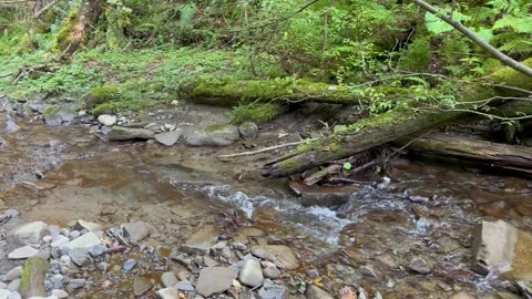 A mountain river with clean water flows in the forest Stock Footage 250225625
