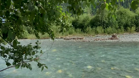 Mountain river with clear water in the forest Stock Footage 160858755