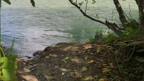 Mountain river with clear water in the forest. Vidéo 160859284