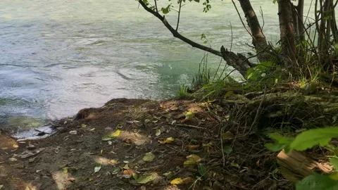 Mountain river with clear water in the forest Stock Footage 160859435