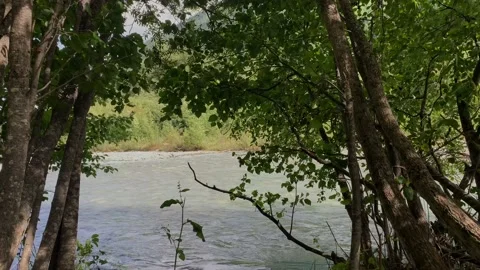 Mountain river with clear water in the forest. Stock Footage 160859476