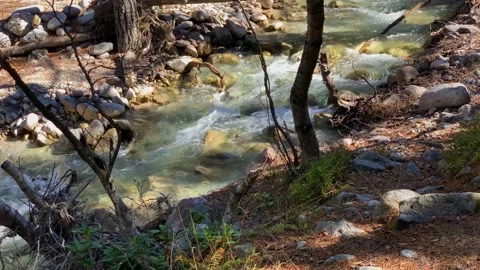 Mountain river with clear water in the forest Stock Footage 163315625