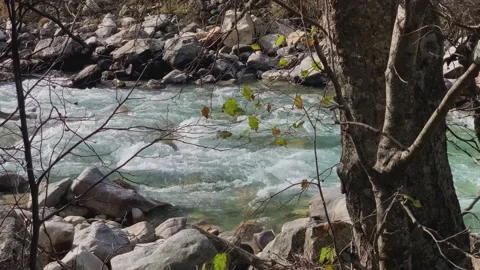 Mountain river with clear water in the forest. Stock Footage 165773501
