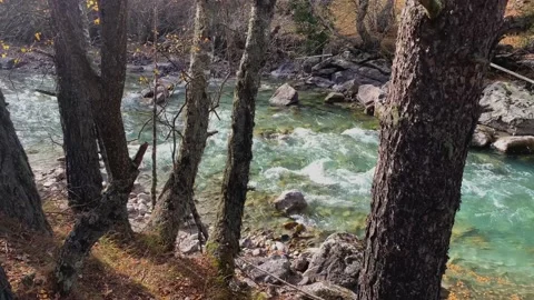 Mountain river with clear water in the forest Stock Footage 165773524