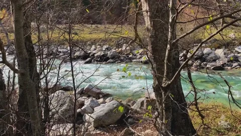 Mountain river with clear water in the forest. Stock Footage 165773587